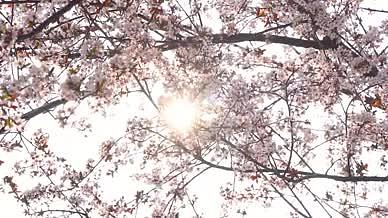 4k实拍阳光透过唯美樱花自然风光空镜头视频的预览图